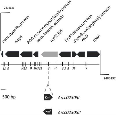 The ABCB7-Like Transporter PexA in Rhodobacter capsulatus Is Involved in the Translocation of Reactive Sulfur Species